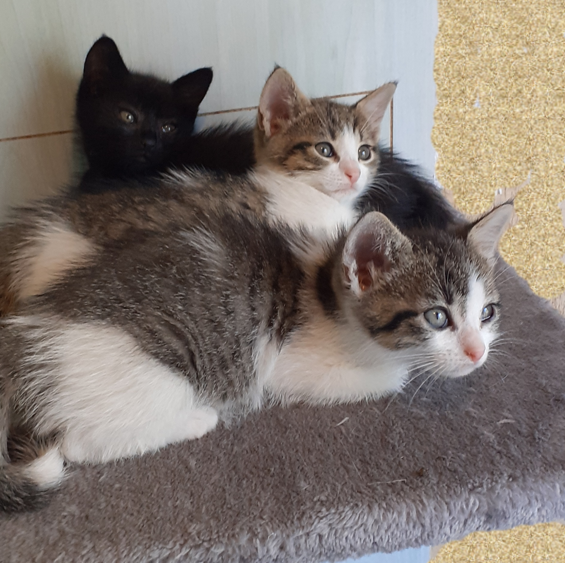 Trois chatons mignons